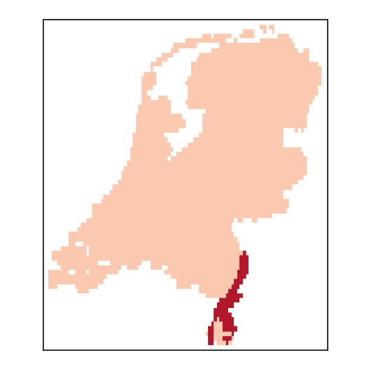 Pimpinella saxifraga L.