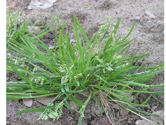 Poa annua L.