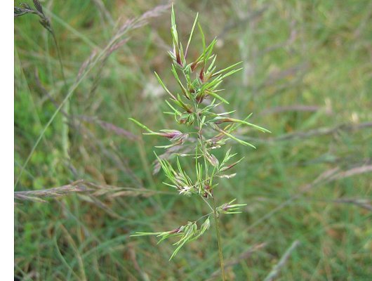 Poa bulbosa L.