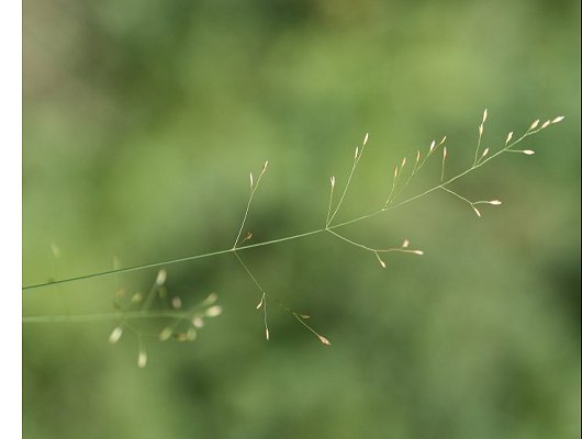 Poa palustris L.