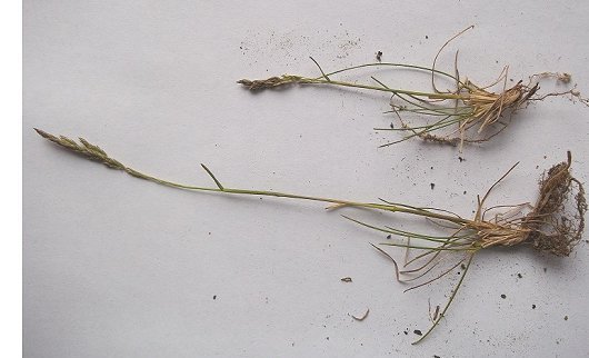 Poa pratensis subsp. angustifolia (L.) Lej.