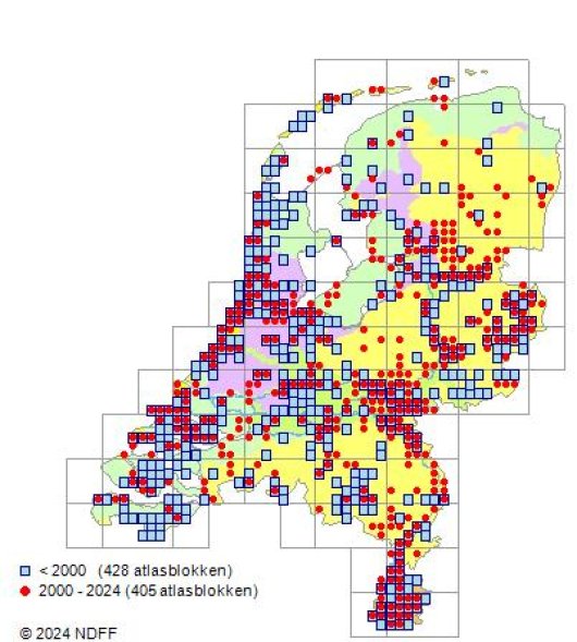 Poa pratensis subsp. angustifolia (L.) Lej.