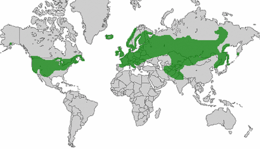 Poa pratensis subsp. angustifolia (L.) Lej.