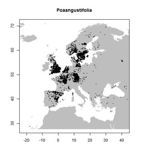 Poa pratensis subsp. angustifolia (L.) Lej.