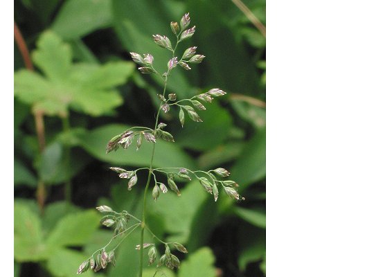 Poa pratensis subsp. pratensis