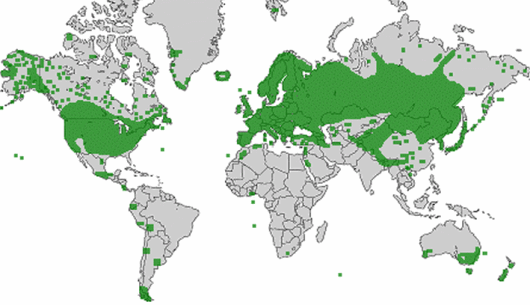 Poa pratensis subsp. pratensis