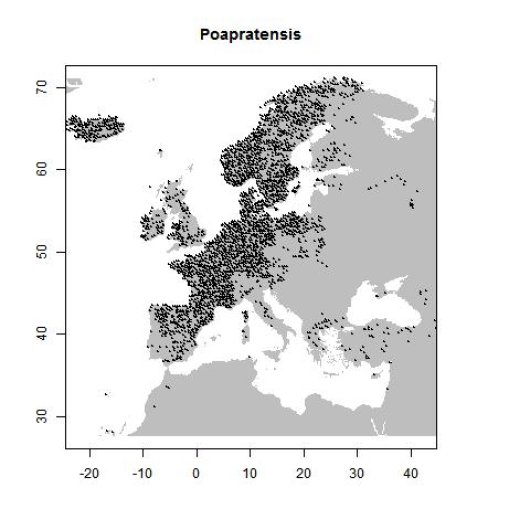Poa pratensis subsp. pratensis