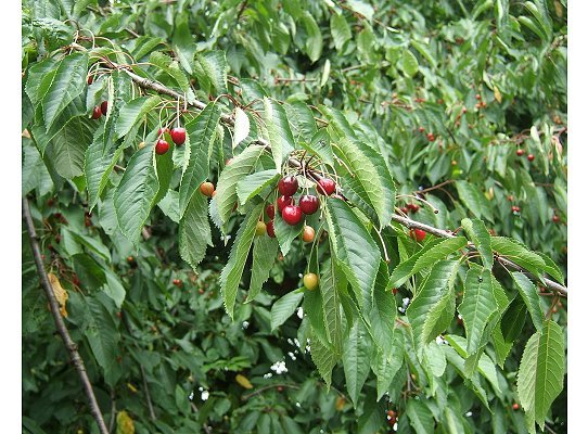 Prunus avium (L.) L.