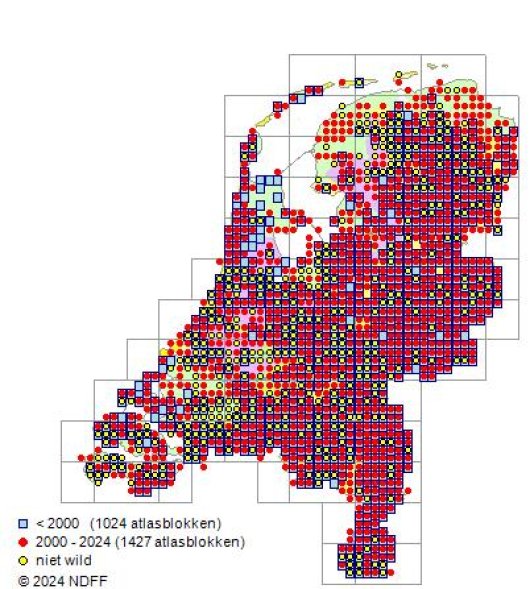 Prunus avium (L.) L.