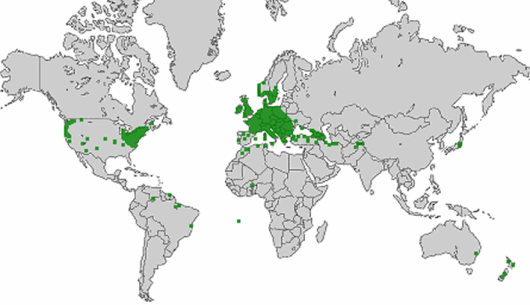 Prunus avium (L.) L.