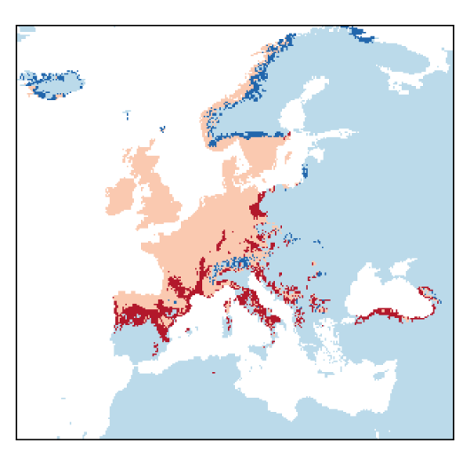 Prunus avium (L.) L.