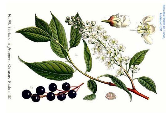 Prunus padus L.