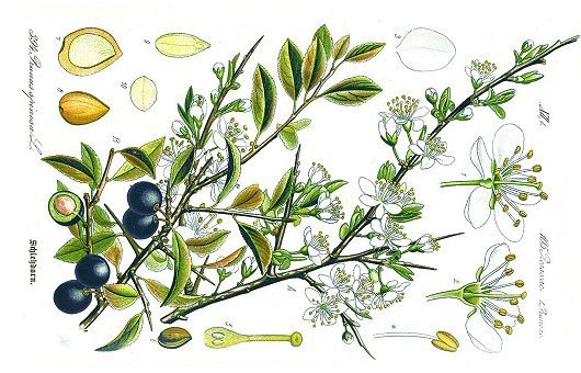 Prunus spinosa L.