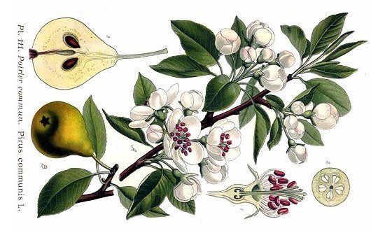 Pyrus communis L.