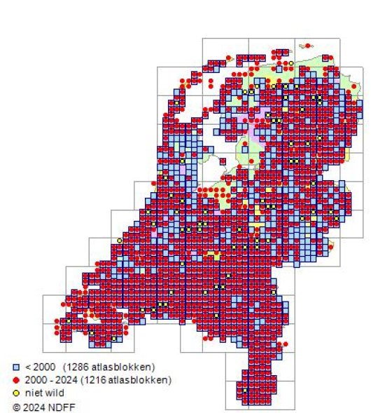 Raphanus raphanistrum L.