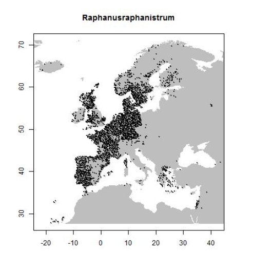 Raphanus raphanistrum L.