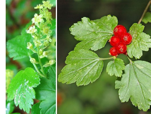 Ribes alpinum L.