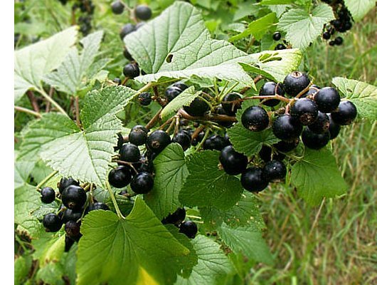 Ribes nigrum L.