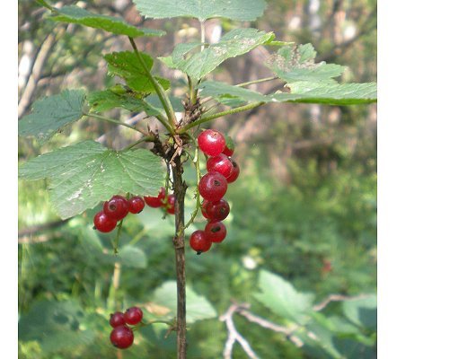 Ribes rubrum L.