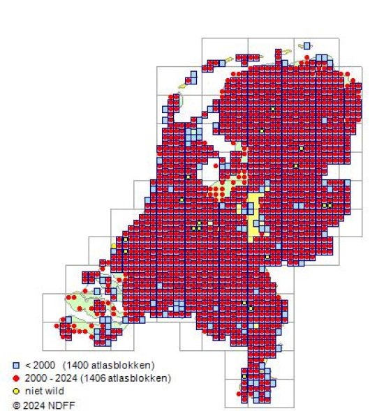 Rorippa amphibia (L.) Besser