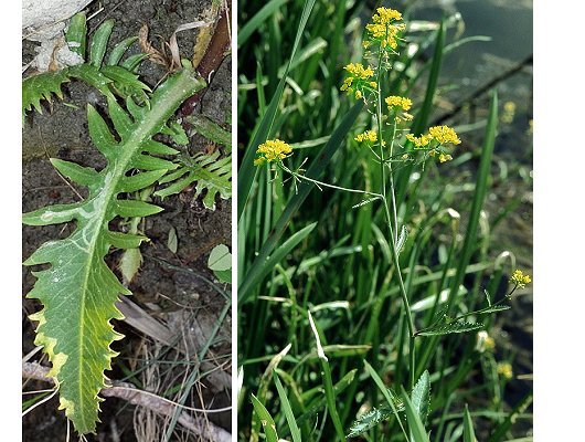 Rorippa amphibia (L.) Besser