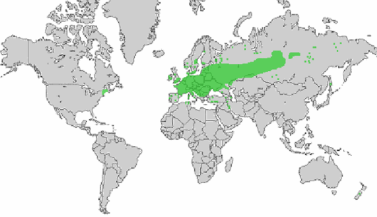 Rorippa amphibia (L.) Besser