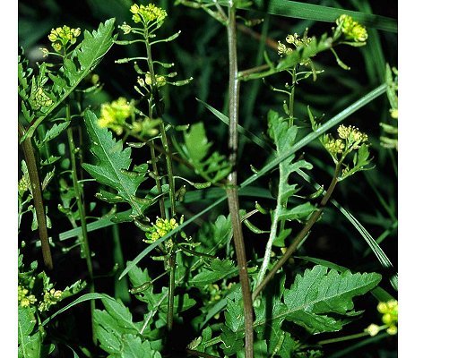 Rorippa palustris (L.) Besser