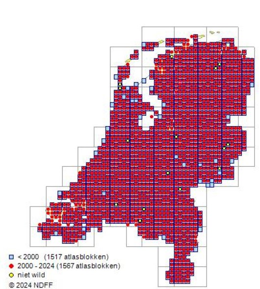 Rorippa palustris (L.) Besser