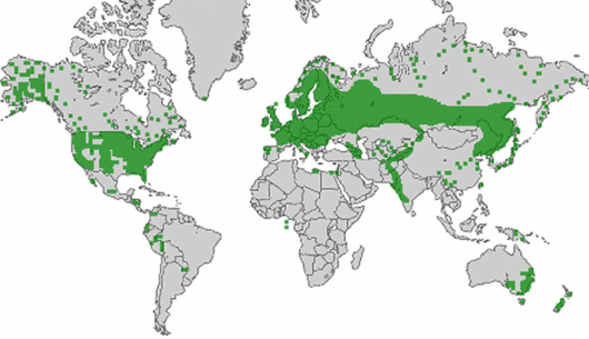 Rorippa palustris (L.) Besser