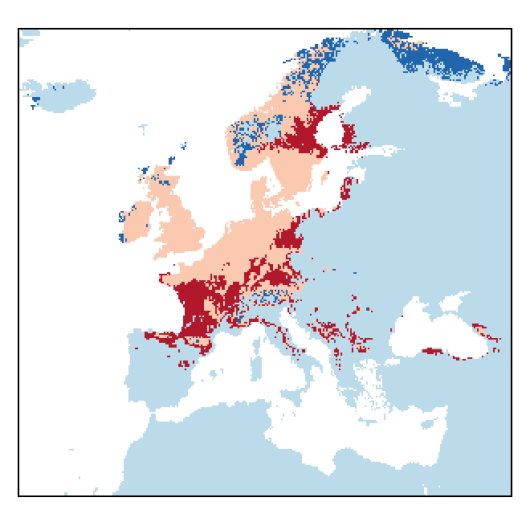 Rorippa palustris (L.) Besser