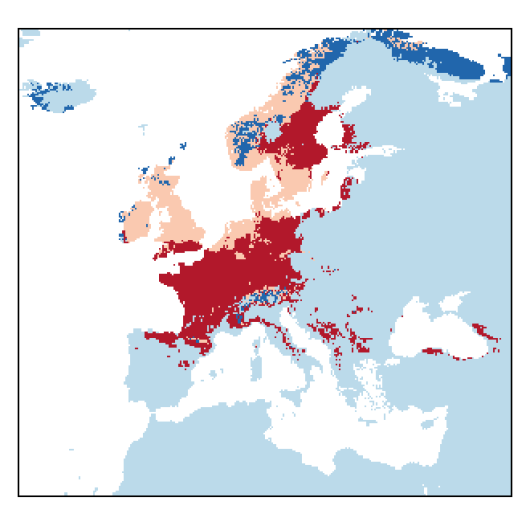 Rorippa palustris (L.) Besser