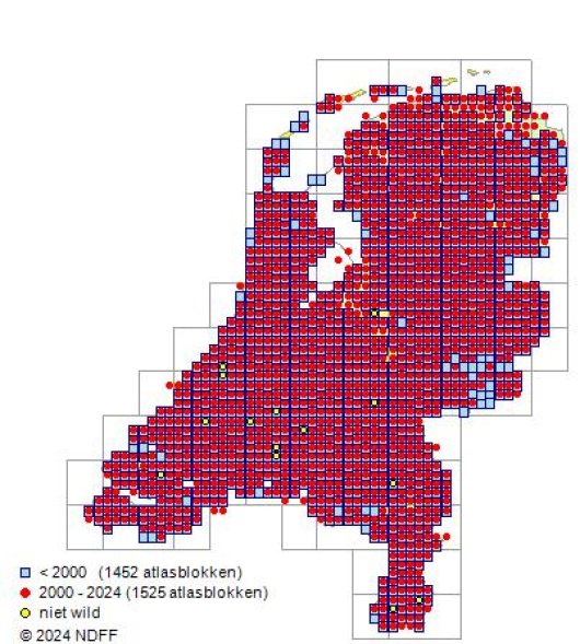 Rorippa sylvestris (L.) Besser