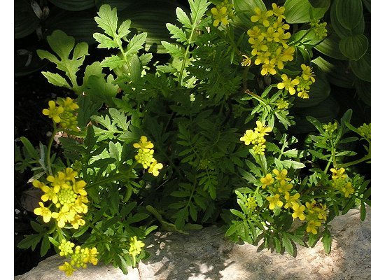 Rorippa sylvestris (L.) Besser