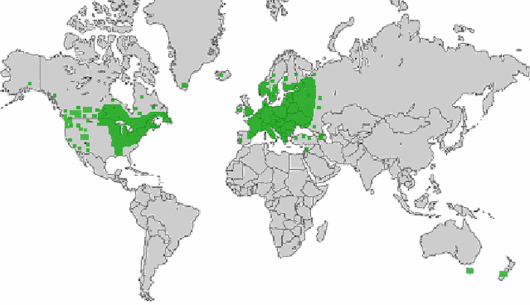 Rorippa sylvestris (L.) Besser