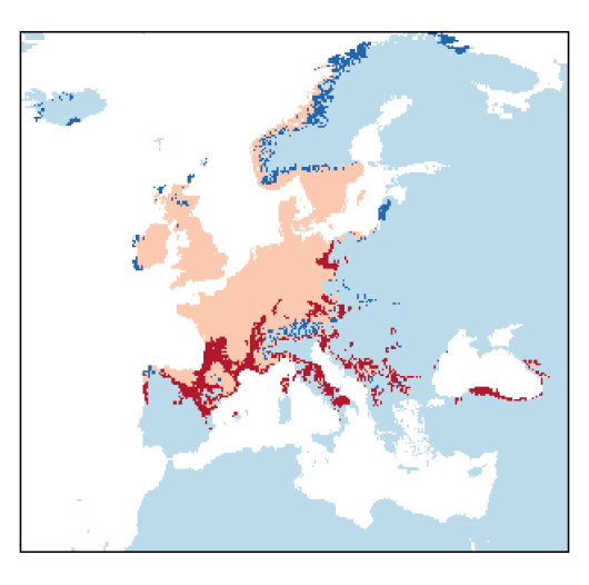 Rorippa sylvestris (L.) Besser