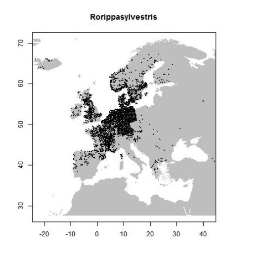 Rorippa sylvestris (L.) Besser