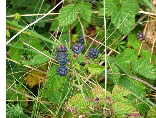 Rubus caesius L.