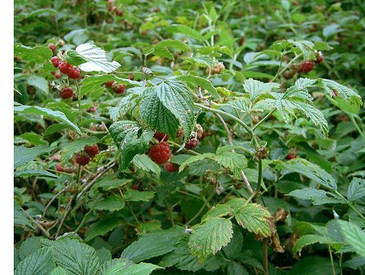 Rubus idaeus L.