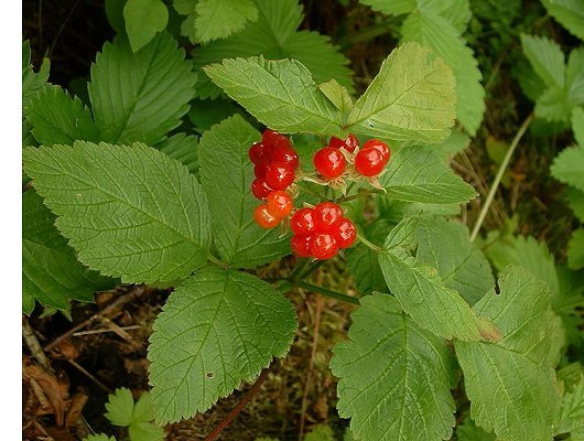 Rubus saxatilis L.