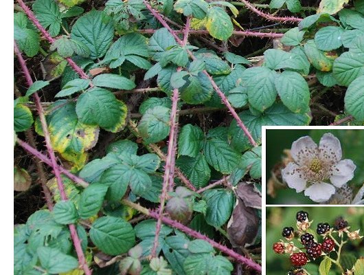 Rubus sect. Corylifolii Lindl.
