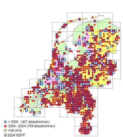 Rubus sect. Corylifolii Lindl.