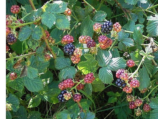Rubus sect. Rubus