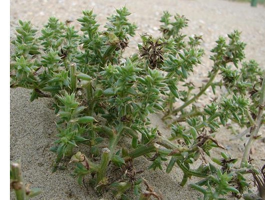 Salsola kali L.
