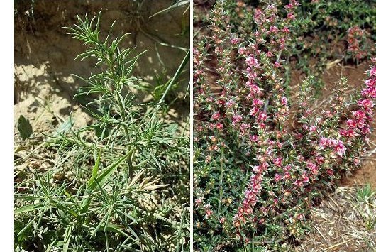 Salsola tragus L.