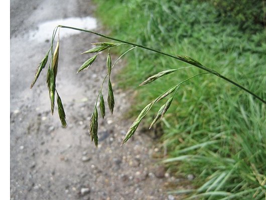 Schedonorus arundinaceus (Schreb.) Dumort.