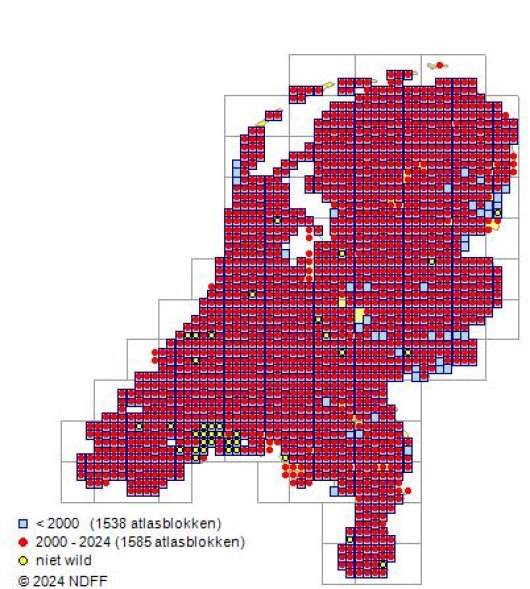 Schedonorus arundinaceus (Schreb.) Dumort.