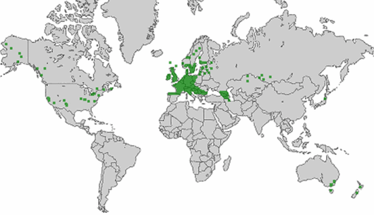 Schedonorus arundinaceus (Schreb.) Dumort.