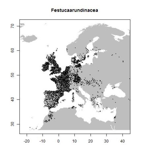 Schedonorus arundinaceus (Schreb.) Dumort.