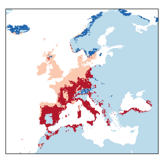 Schedonorus arundinaceus (Schreb.) Dumort.