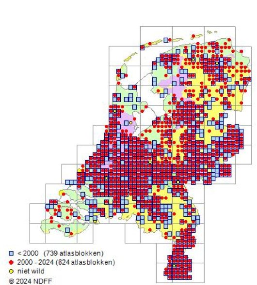 Schedonorus giganteus (L.) Holub